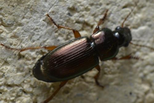Réf. 235 793 : Harpalus affinis